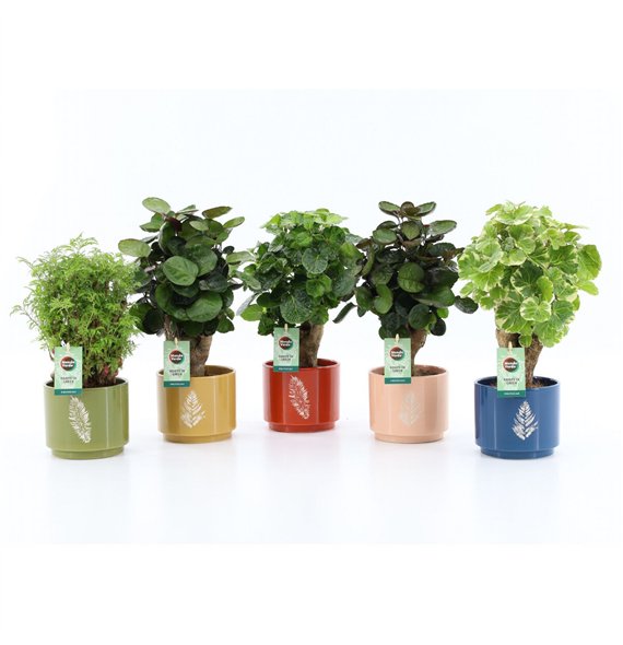 Polyscias Mix 12cm in Artistique ceramic 1 pp 40cm 13cm Q3736