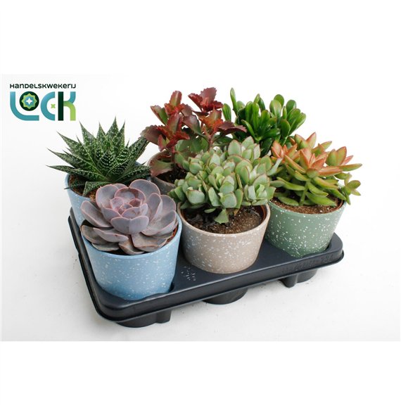 Sukulente mix in Lina ceramic 20cm 12cm Q3747