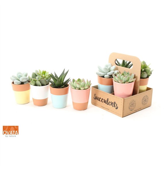 Sukulente mix Succulent in The Box 16cm 14cm Q3768