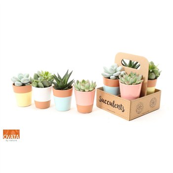 Sukulente mix Succulent in The Box UK - NON CITES 16cm 14cm Q3779