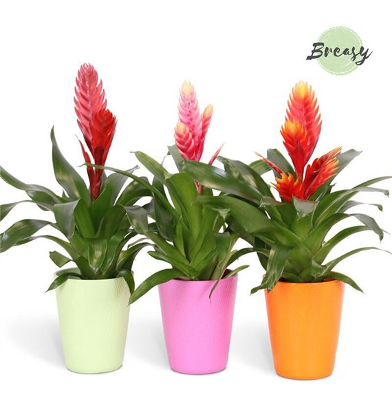 Vriesea mix Cupcake - 13cm in Florence | Mimesis 45cm 12cm Q3991