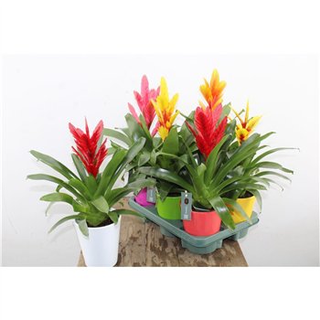 Vriesea mix Mix In Ceramic 45cm 12cm Q3994