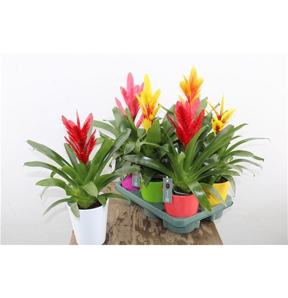 Vriesea mix Mix In Ceramic 45cm 12cm Q3994