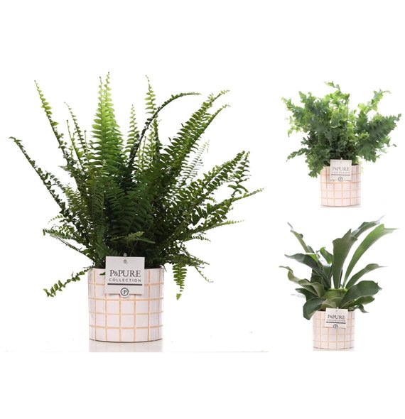 Varens mix Varenmix in Pure Tirza 35cm 12cm Q4003