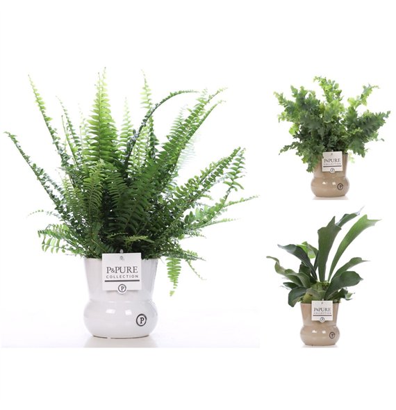 Varens mix Varenmix in pot Maxima30 cm diameter 35cm 12cm Q4010