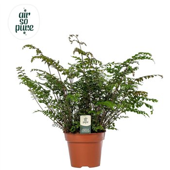 Didymochlaena truncatula - Air So Pure 60cm 17cm Q4028