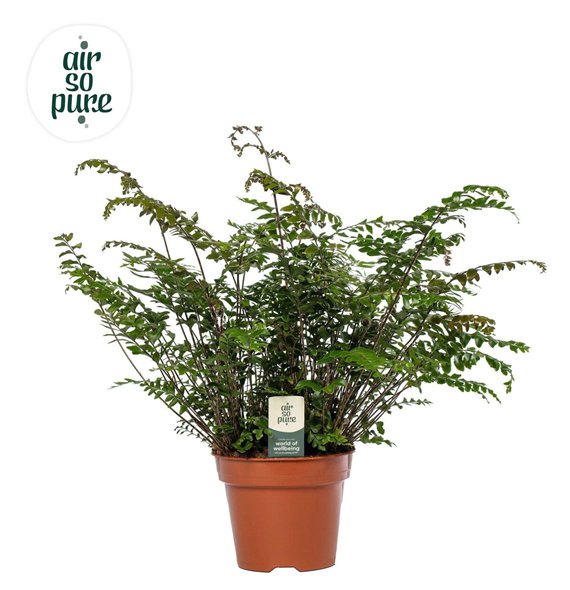 Didymochlaena truncatula - Air So Pure 60cm 17cm Q4028