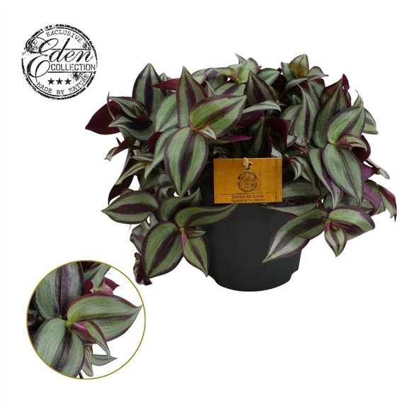 Tradescantia zebrina purpusii Zebrina 15cm 15 - 19 cm 15cm 15cm Q4041