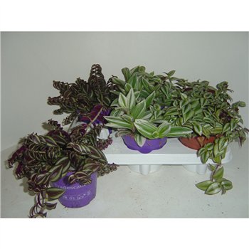 Tradescantia mix tradescantia 12cm 10 - 14 cm pp 10cm 12cm Q4045