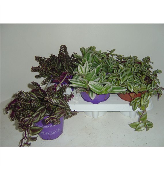 Tradescantia mix tradescantia 12cm 10 - 14 cm pp 10cm 12cm Q4045