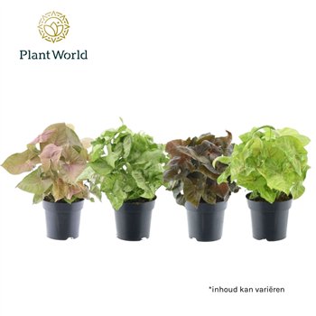 Syngonium mix mixed 1 pp 30cm 14cm Q4113
