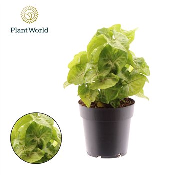 Syngonium Golden Allusion 1 pp 30cm 14cm Q4116