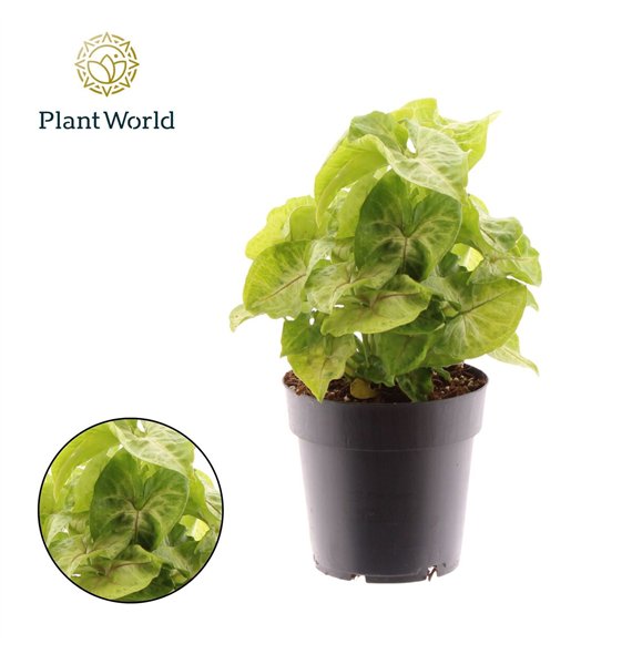 Syngonium Golden Allusion 1 pp 30cm 14cm Q4116