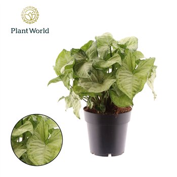 Syngonium podophyllum white butterfly White Butterfly 1 pp 30cm 14cm Q4117