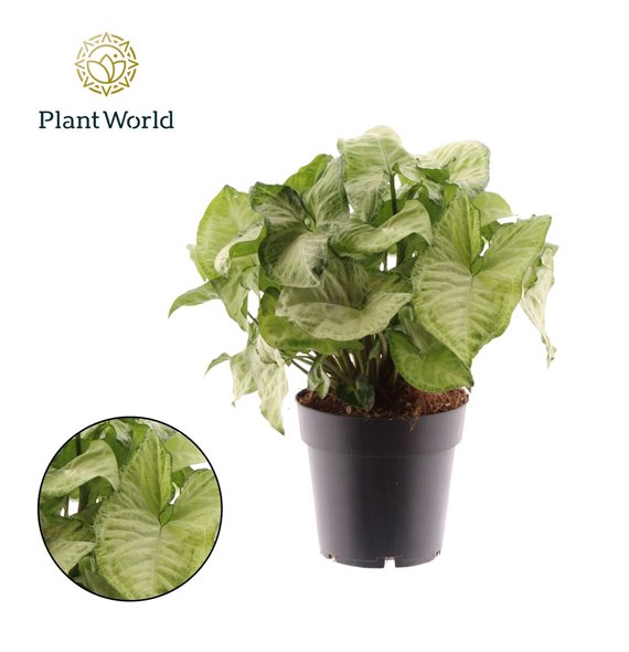 Syngonium podophyllum white butterfly White Butterfly 1 pp 30cm 14cm Q4117