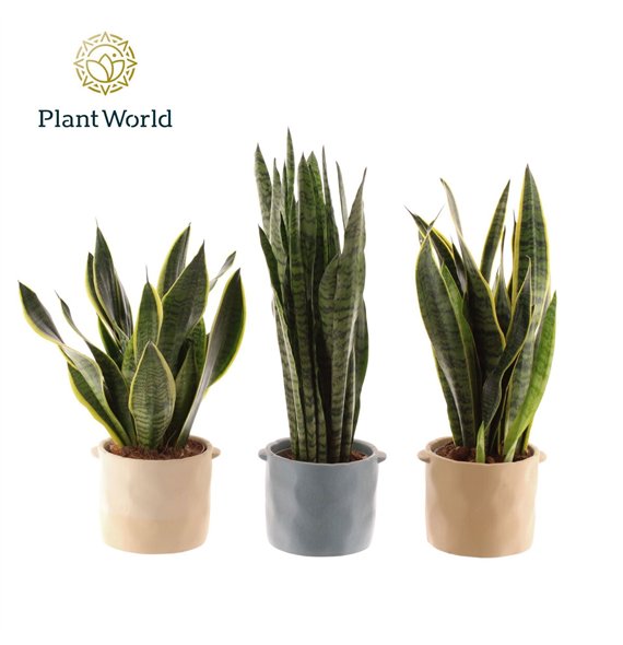 Taščin jezik - Sanseveria trifasciata mix 14 cm in pot Charlotte 45cm 14cm Q4395