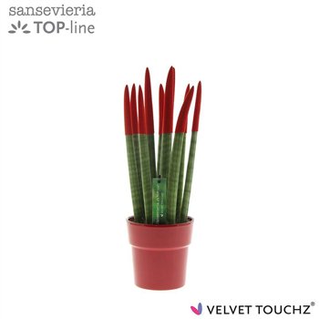 Taščin jezik - Sanseveria cylindrica VELVET TOUCHZ® Rood in ceramic Edel 40cm 12cm Q4541