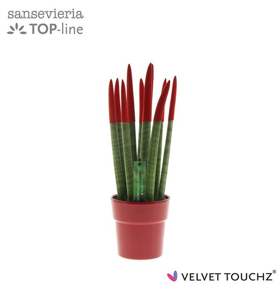 Taščin jezik - Sanseveria cylindrica VELVET TOUCHZ® Rood in ceramic Edel 40cm 12cm Q4541