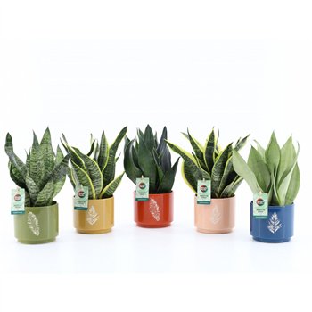 Taščin jezik - Sanseveria Mix in Artistique ceramic 3 pp 35cm 13cm Q4548