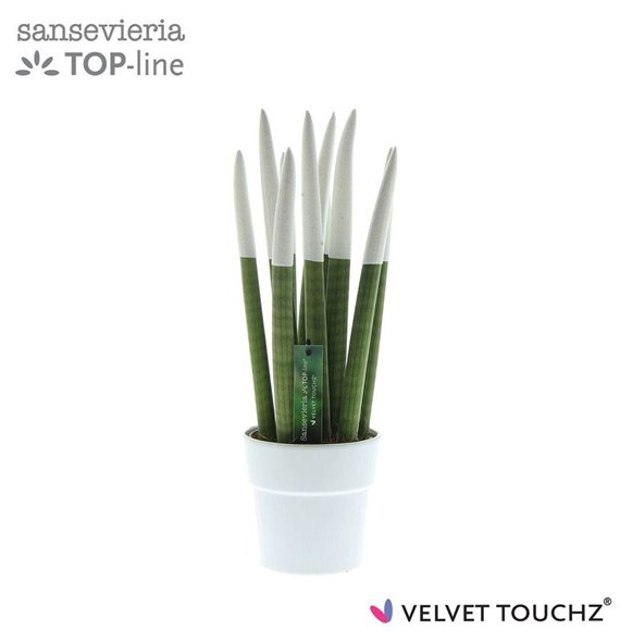 Taščin jezik - Sanseveria cylindrica VELVET TOUCHZ® Wit in ceramic Edel 40cm 12cm Q4563