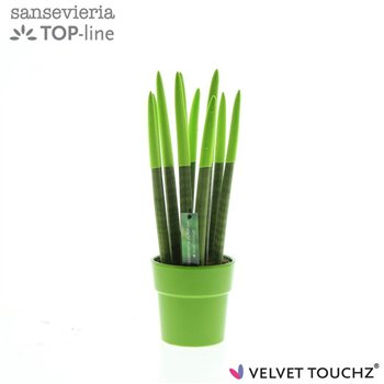 Taščin jezik - Sanseveria cylindrica VELVET TOUCHZ® green in ceramic Edel 40cm 12cm Q4564