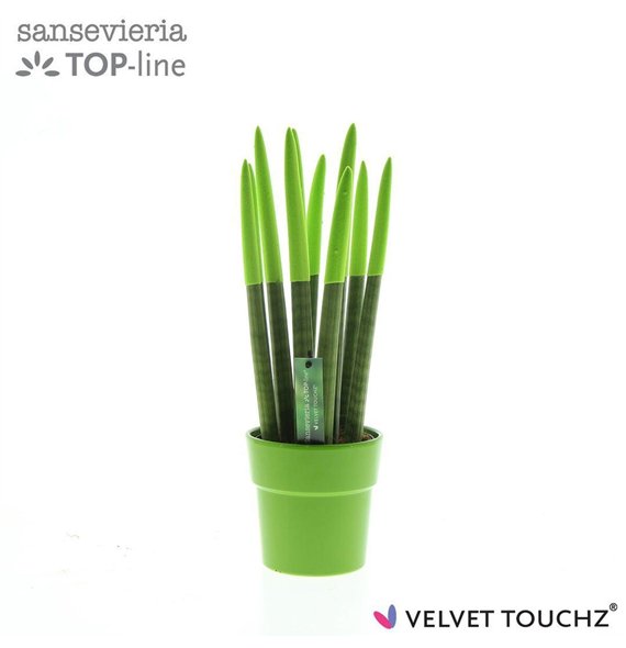 Taščin jezik - Sanseveria cylindrica VELVET TOUCHZ® green in ceramic Edel 40cm 12cm Q4564