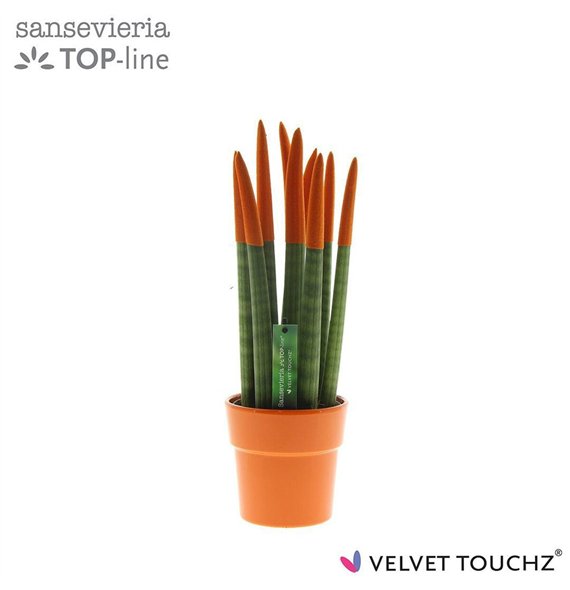 Taščin jezik - Sanseveria cylindrica VELVET TOUCHZ® Oranje in ceramic Edel 40cm 12cm Q4565