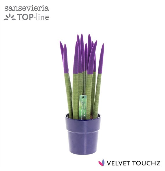 Taščin jezik - Sanseveria cylindrica VELVET TOUCHZ® Paars in ceramic Edel 40cm 12cm Q4566