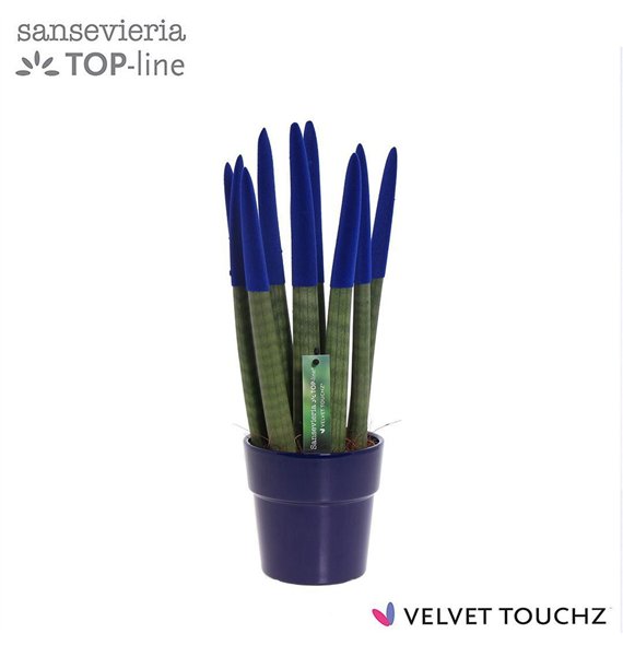 Taščin jezik - Sanseveria cylindrica VELVET TOUCHZ® Blauw in ceramic Edel 40cm 12cm Q4567