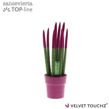 Taščin jezik - Sanseveria cylindrica VELVET TOUCHZ® Fuchsia in ceramic Edel 40cm 12cm Q4590