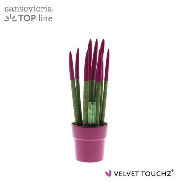 Taščin jezik - Sanseveria cylindrica VELVET TOUCHZ® Fuchsia in ceramic Edel 40cm 12cm Q4590