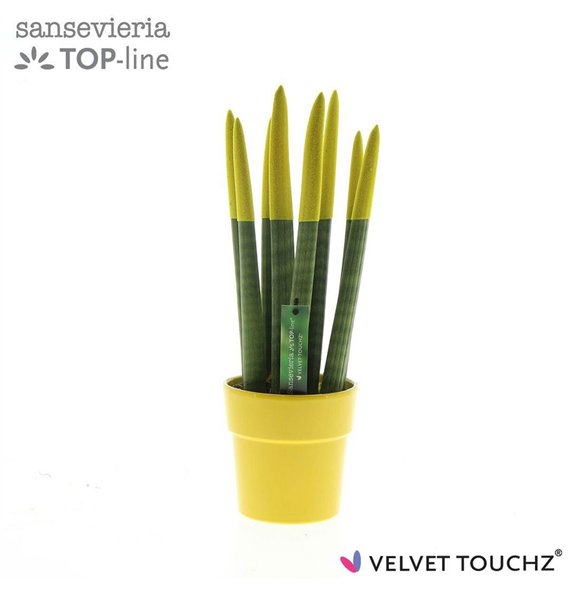 Taščin jezik - Sanseveria cylindrica VELVET TOUCHZ® Geel in ceramic Edel 40cm 12cm Q4591