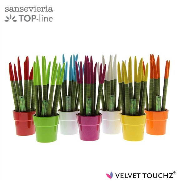 Taščin jezik - Sanseveria cylindrica VELVET TOUCHZ® Mix in ceramic Edel 40cm 12cm Q4596