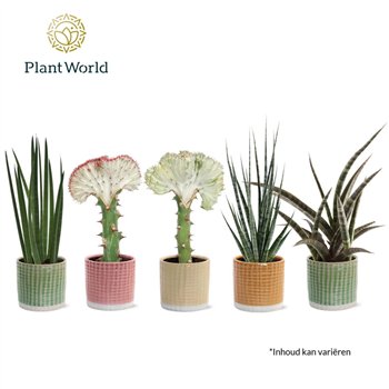 Taščin jezik - Sanseveria cylindrica Mix Simpson in pot Elsa 25cm 10.5cm Q4612