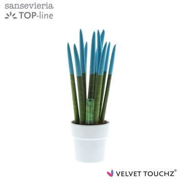 Taščin jezik - Sanseveria cylindrica VELVET TOUCHZ® Aqua in ceramic Edel wit 40cm 12cm Q4621