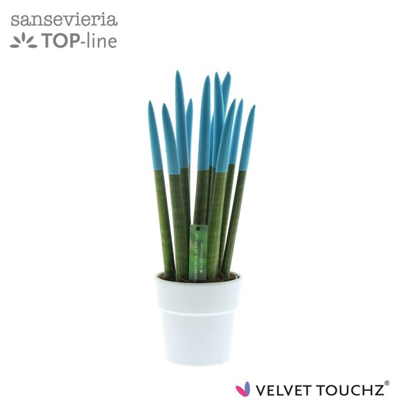 Taščin jezik - Sanseveria cylindrica VELVET TOUCHZ® Aqua in ceramic Edel wit 40cm 12cm Q4621