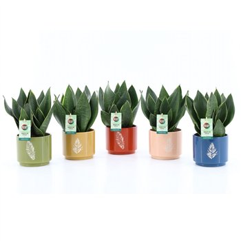 Taščin jezik - Sanseveria trifasciata Black Diamond in Artistique ceramic 3 pp 35cm 13cm Q4650