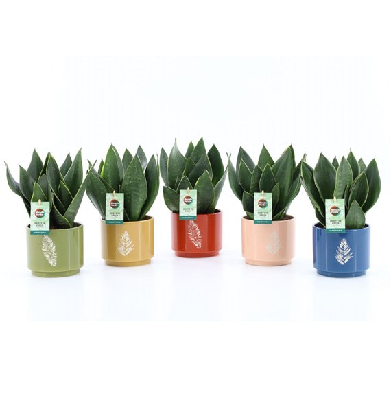 Taščin jezik - Sanseveria trifasciata Black Diamond in Artistique ceramic 3 pp 35cm 13cm Q4650