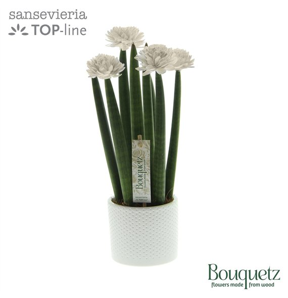 Taščin jezik - Sanseveria cylindrica TOP-line Bouquetz White in Dots keramiek6 pp 35cm 8.5cm Q4668