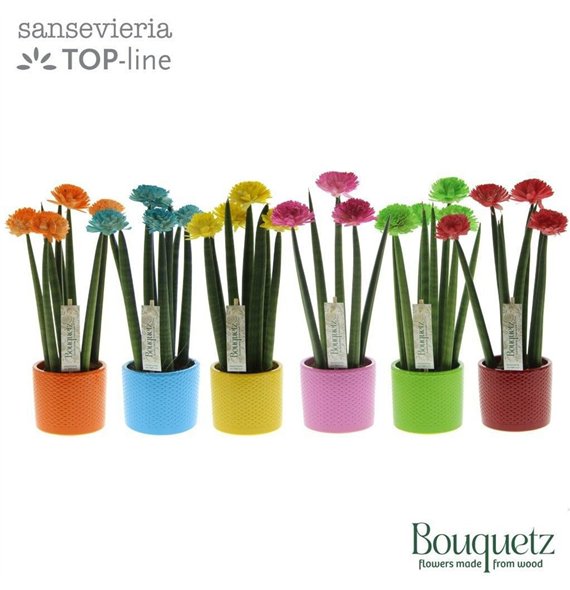 Taščin jezik - Sanseveria cylindrica TOP-line Bouquetz Mix in Dots ceramic 6 pp 35cm 8.5cm Q4670