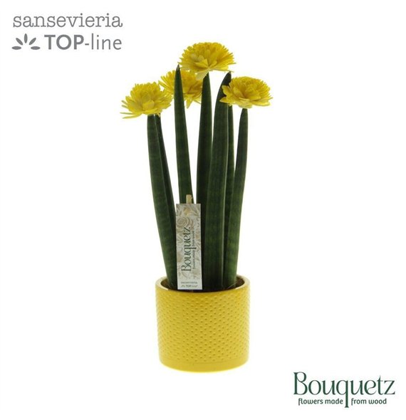 Taščin jezik - Sanseveria cylindrica TOP-line Bouqetz Yellow in Dots ceramic 6 pp 35cm 8.5cm Q4671