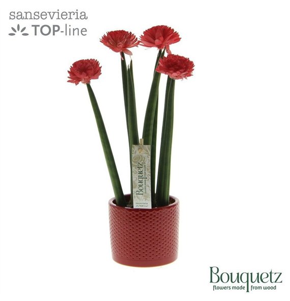 Taščin jezik - Sanseveria cylindrica TOP-line Bouqetz Red in Dots ceramic 6 pp 35cm 8.5cm Q4672