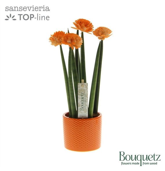 Taščin jezik - Sanseveria cylindrica TOP-line Bouqetz Orange in Dots ceramic 6 pp 35cm 8.5cm Q4674