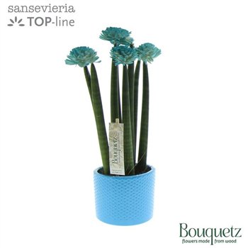 Taščin jezik - Sanseveria cylindrica TOP-line Bouqetz Aqua in Dots ceramic 6 pp 35cm 8.5cm Q4675