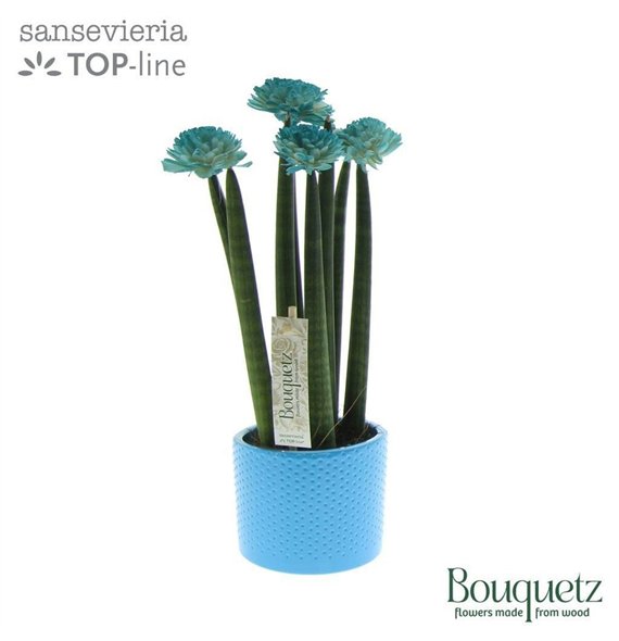 Taščin jezik - Sanseveria cylindrica TOP-line Bouqetz Aqua in Dots ceramic 6 pp 35cm 8.5cm Q4675