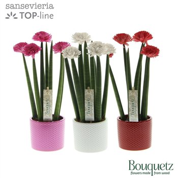 Taščin jezik - Sanseveria cylindrica TOP-line Bouquetz Love Mix in Dots ceramic 6 pp 35cm 8.5cm Q4680