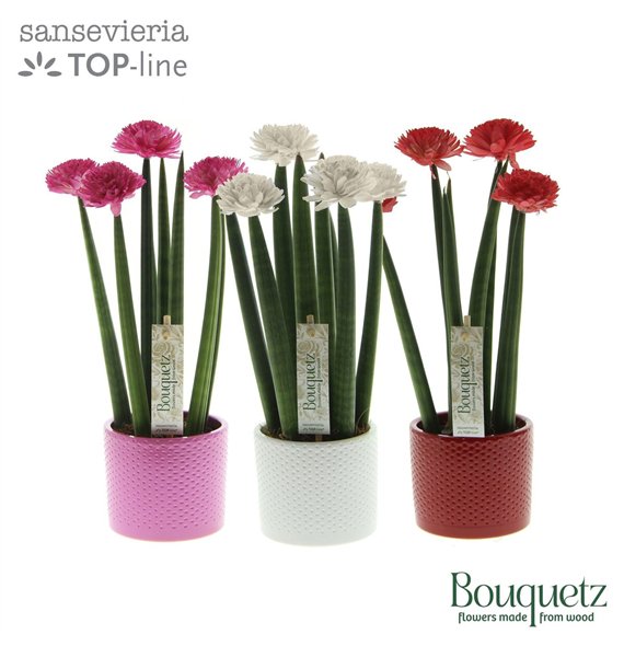 Taščin jezik - Sanseveria cylindrica TOP-line Bouquetz Love Mix in Dots ceramic 6 pp 35cm 8.5cm Q4680