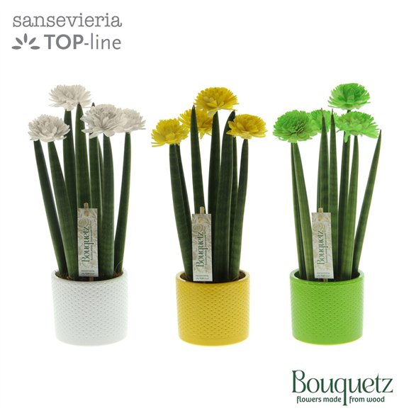 Taščin jezik - Sanseveria cylindrica TOP-line Bouquetz Colourfull Easter Mix in Dots keramiek6 pp 35cm 8.5cm Q4689