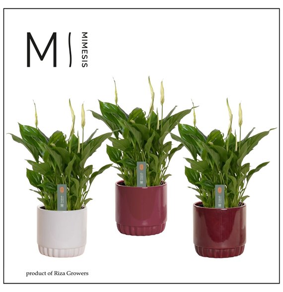 Spatifil chopin In Liam Rich ceramic 30cm 10.5cm Q4741