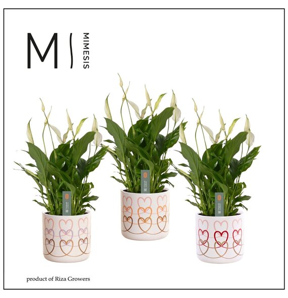 Spatifil bellini Mimesis Bellini -13 cm in Estelle - Craft World8 fl 40cm 13cm Q4761